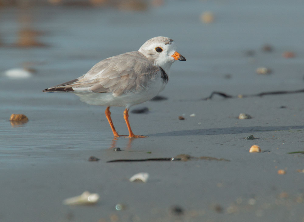 Piping Plover, 7/9/10, Revere Beach, MA