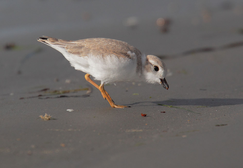 Piping Plover, juvenile, 7/9/10, Revere Beach, MA