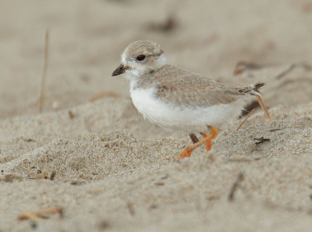 Piping Plover, downy chick, 7/9/10, Revere Beach, MA