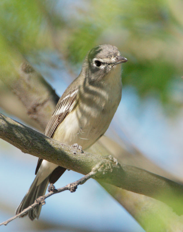Plumbeous Vireo