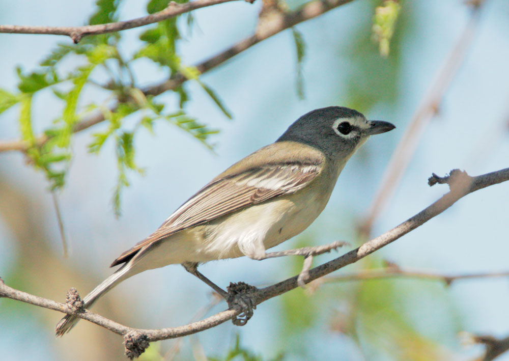 Plumbeous Vireo