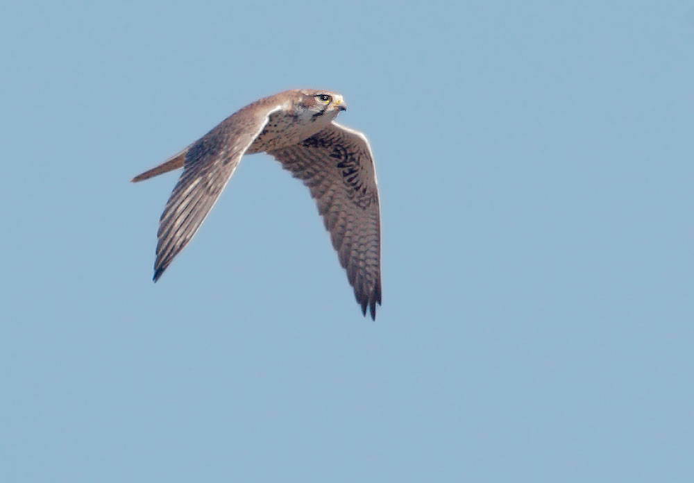 Prairie Falcon