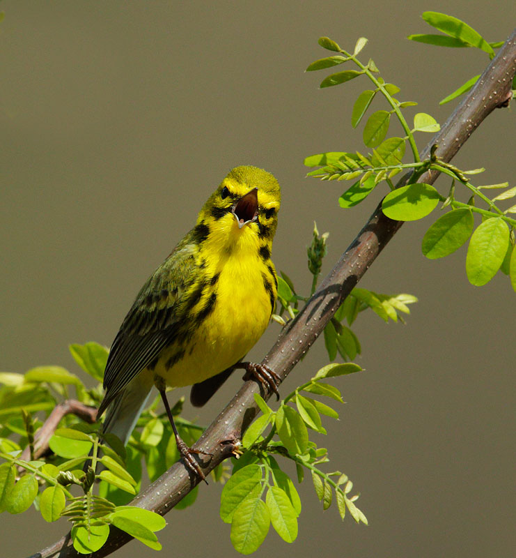 Prairie Warbler