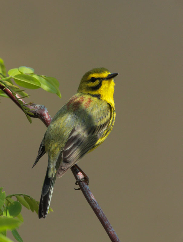 Prairie Warbler