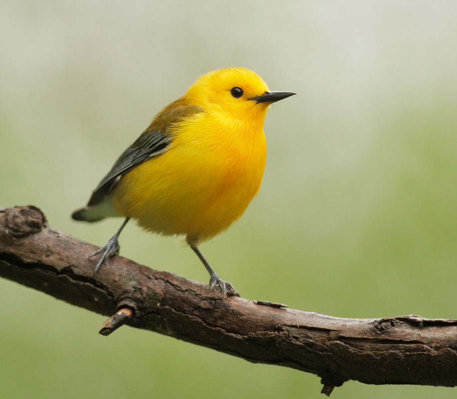 Prothonotary Warbler