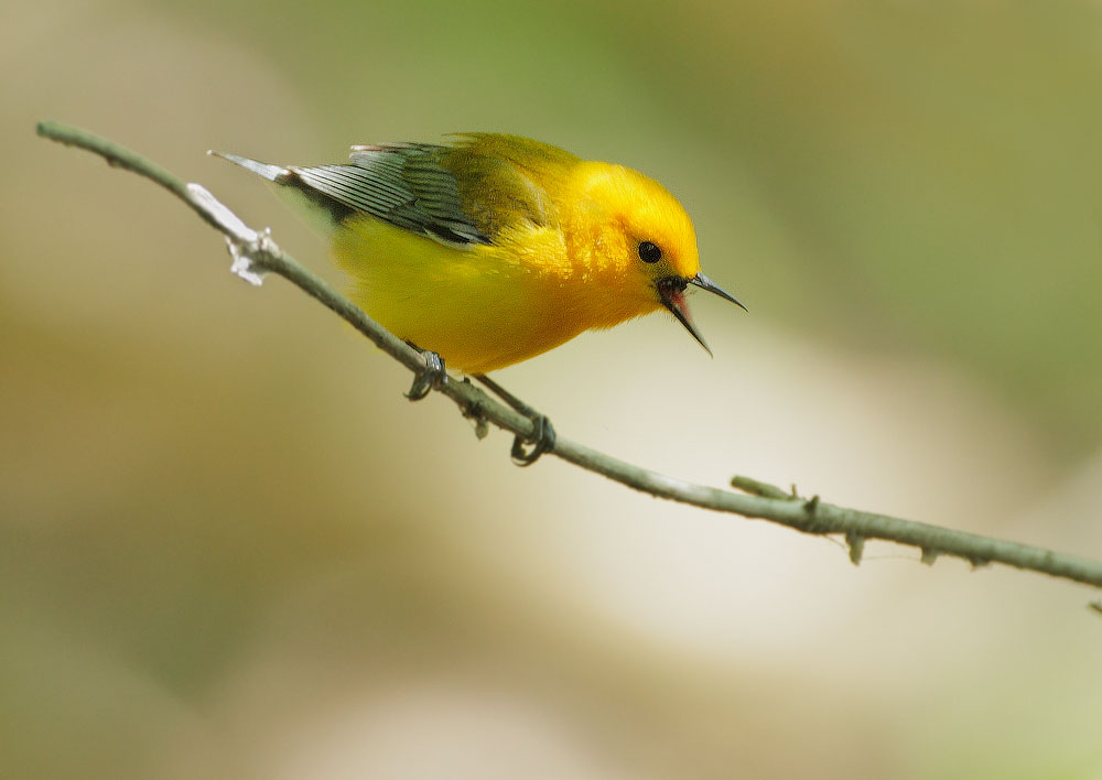 Prothonotary Warbler