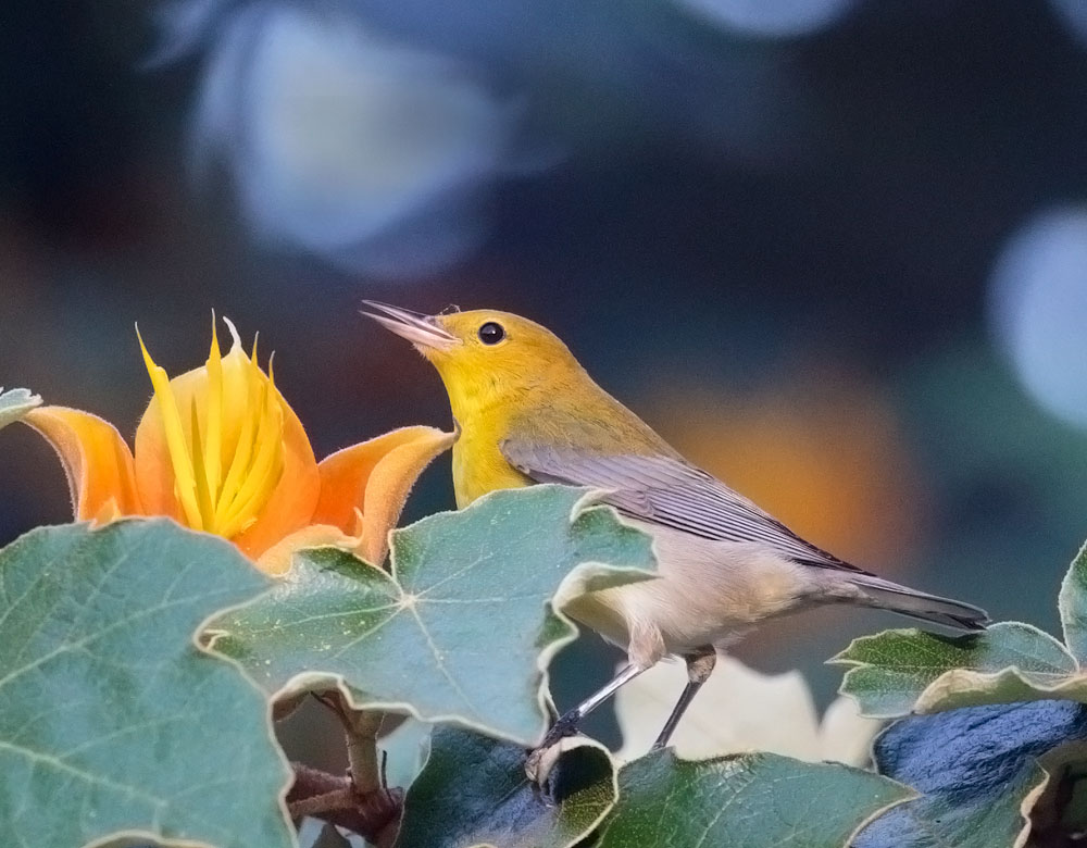Prothonotary Warbler