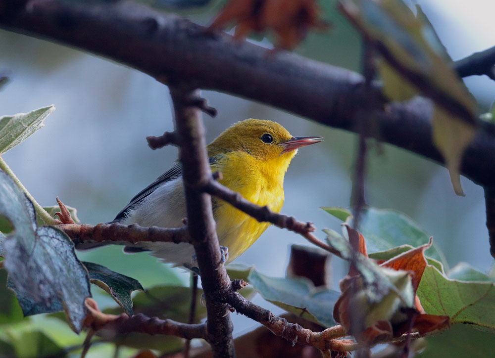 Prothonotary Warbler