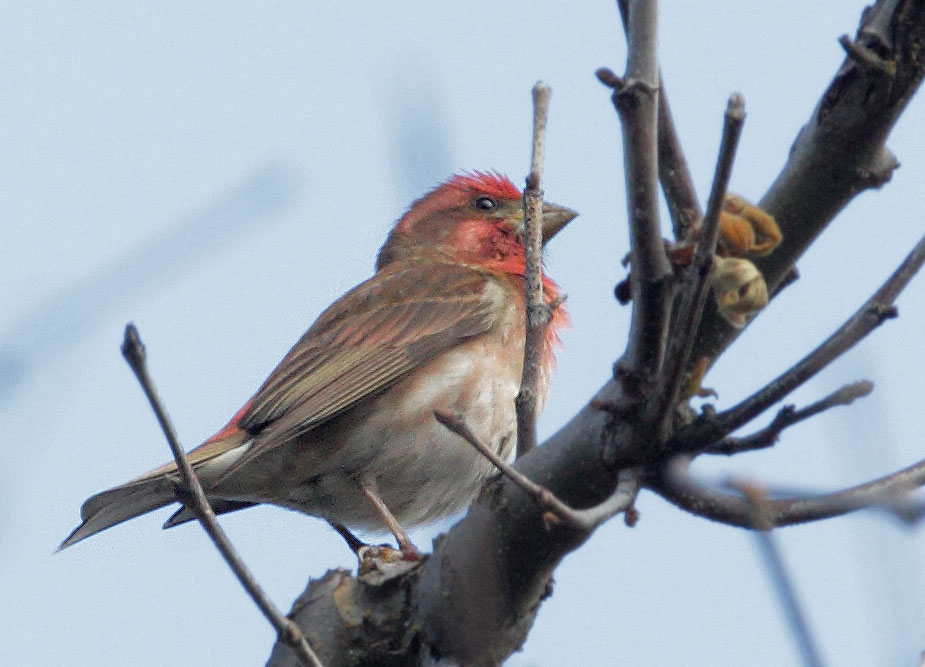 Purple Finch