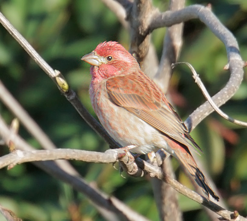 Purple Finch