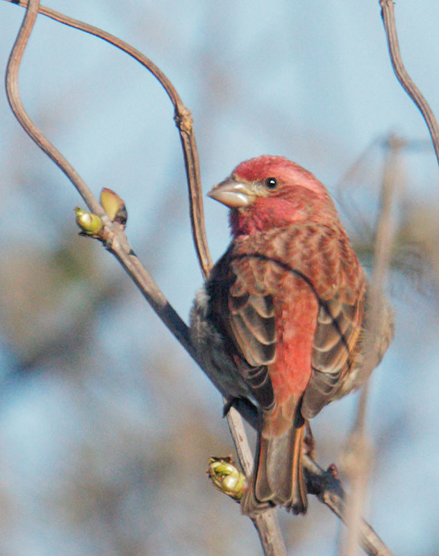 Purple Finch