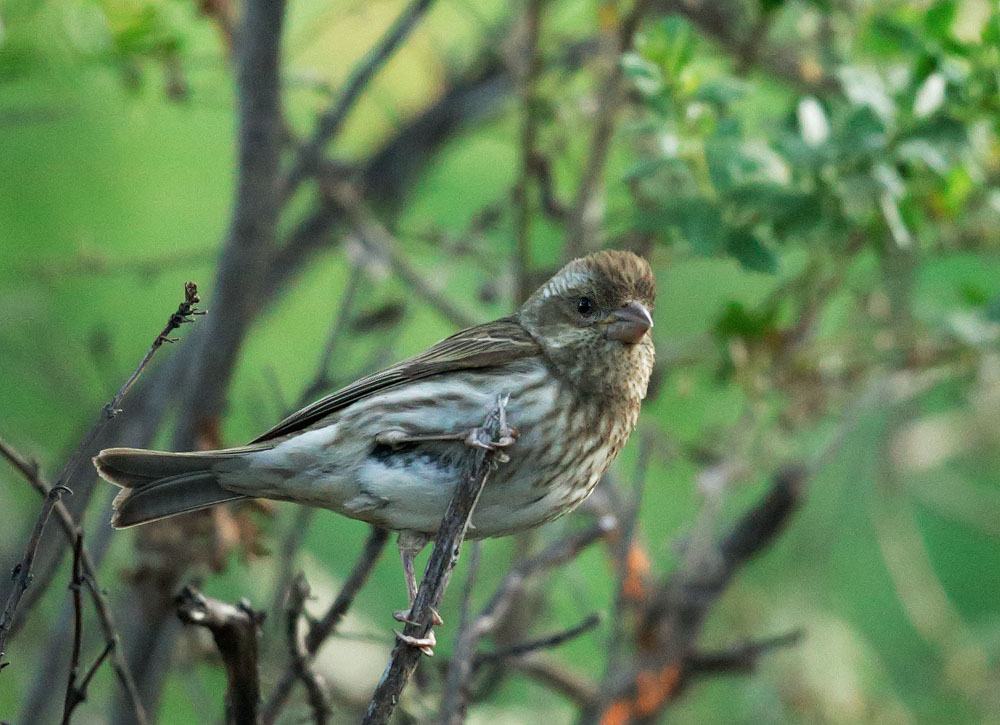 Purple Finch