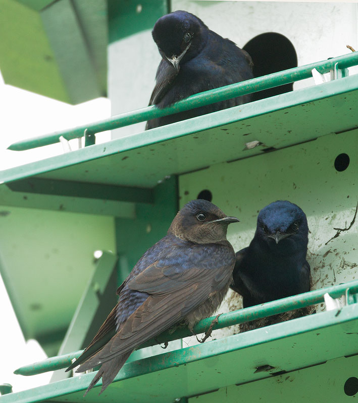Purple Martins