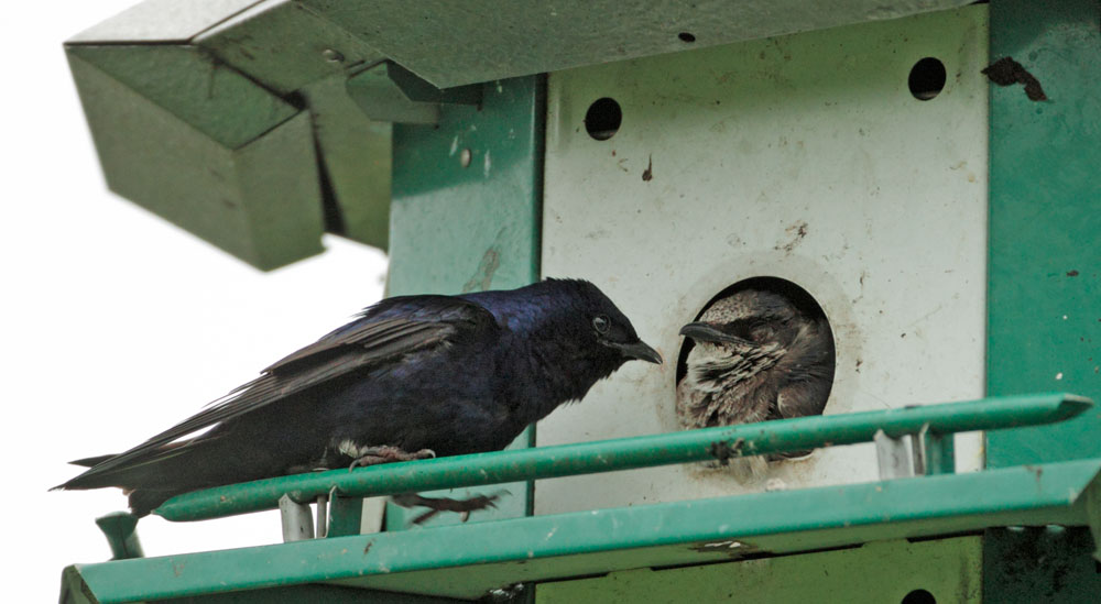 Purple Martins