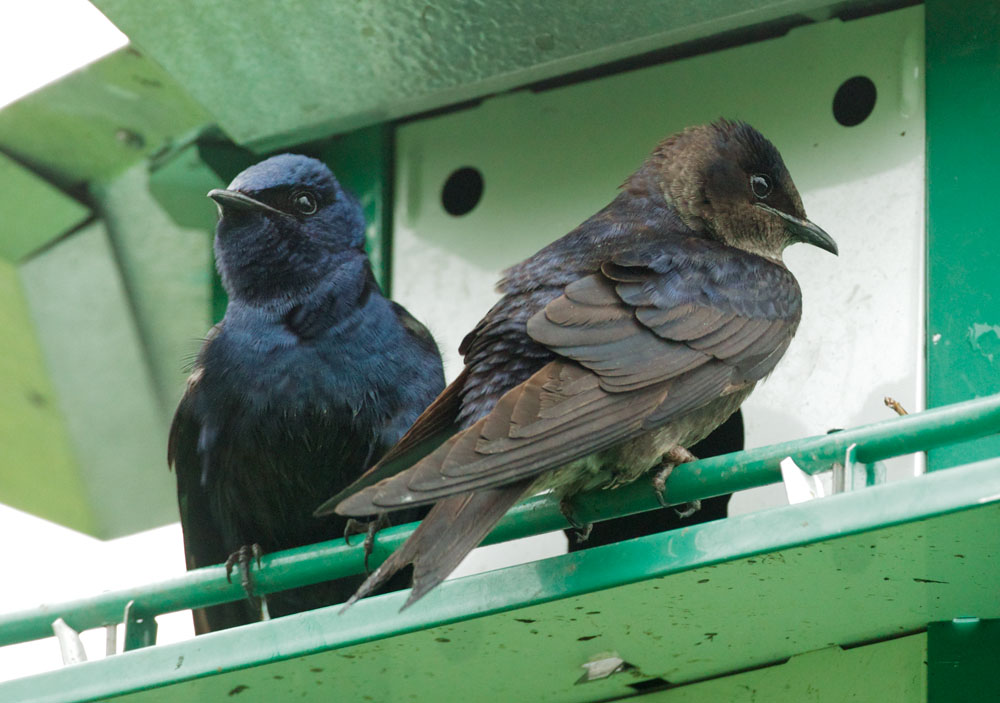 Purple Martins