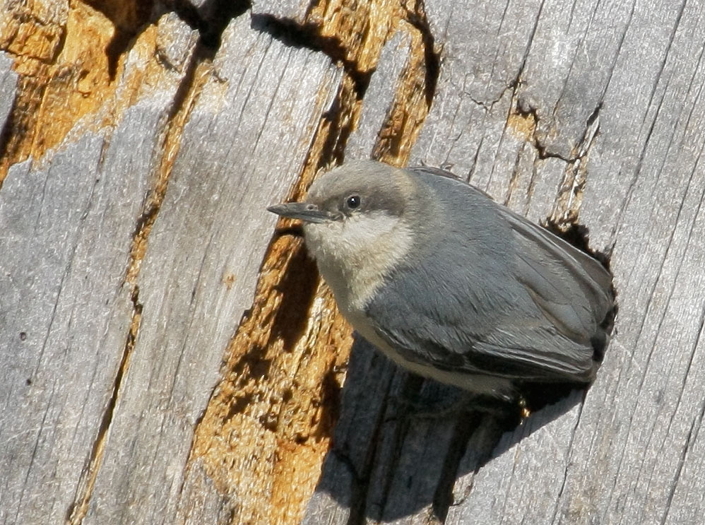 Pygmy Nuthatch