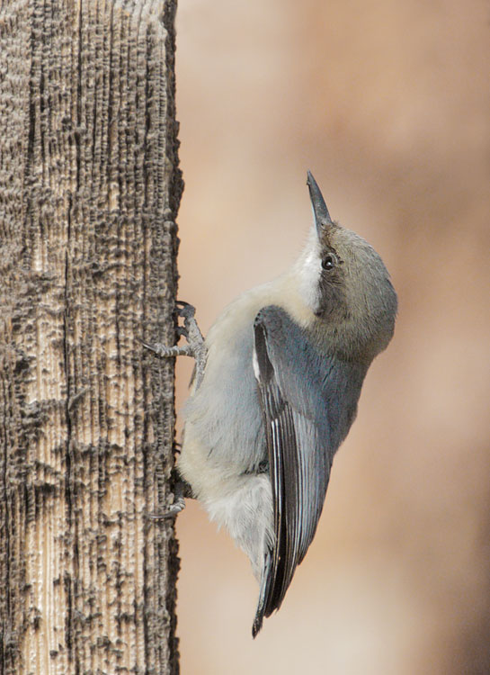 Pygmy Nuthatch