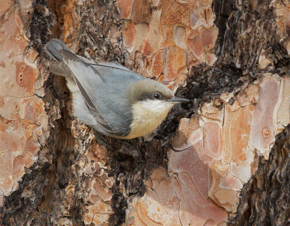 Pygmy Nuthatch