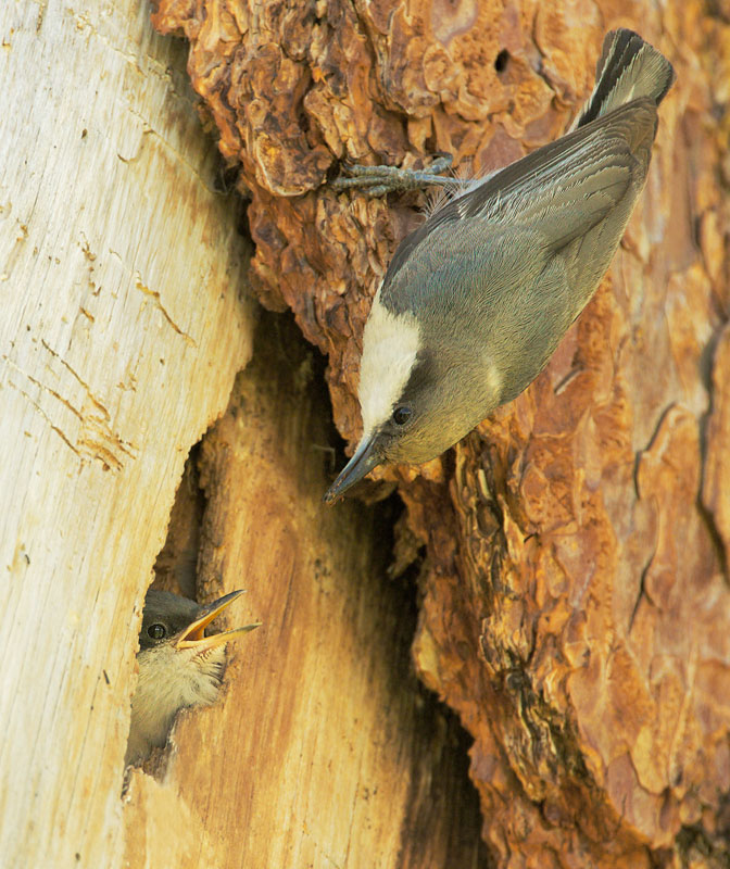 Pygmy Nuthatches