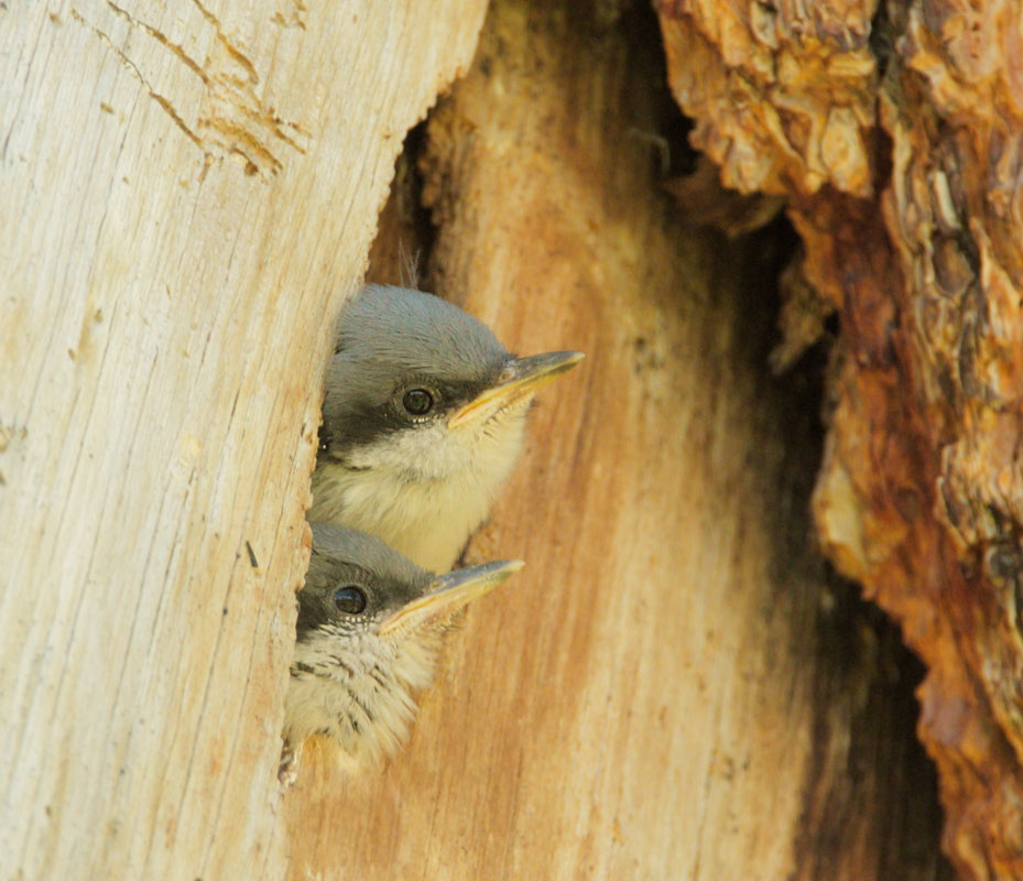 Pygmy Nuthatches