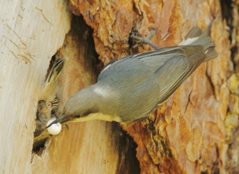 Pygmy Nuthatch