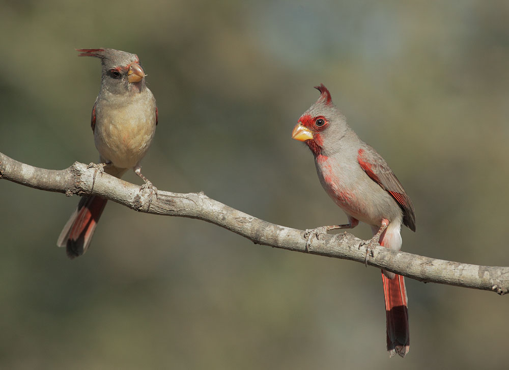 Pyrrhuloxia