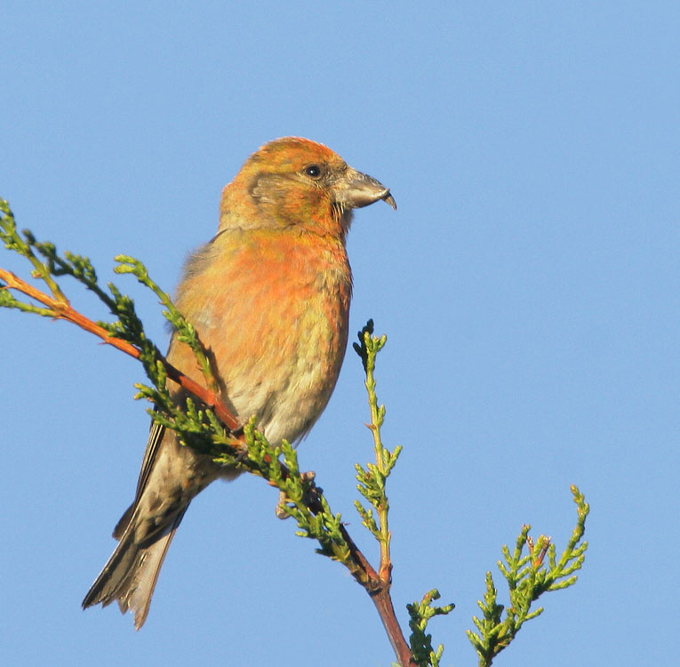 Red Crossbill, first winter male, 11/23/07, Skylawn Cemetery, San Mateo Co