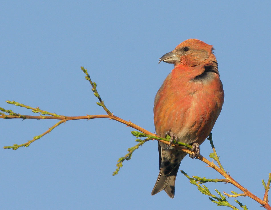 Red Crossbill, male, 11/23/07, Skylawn Cemetery, San Mateo Co