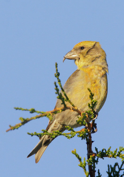 Red Crossbill, female, 11/23/07, Skylawn Cemetery, San Mateo Co