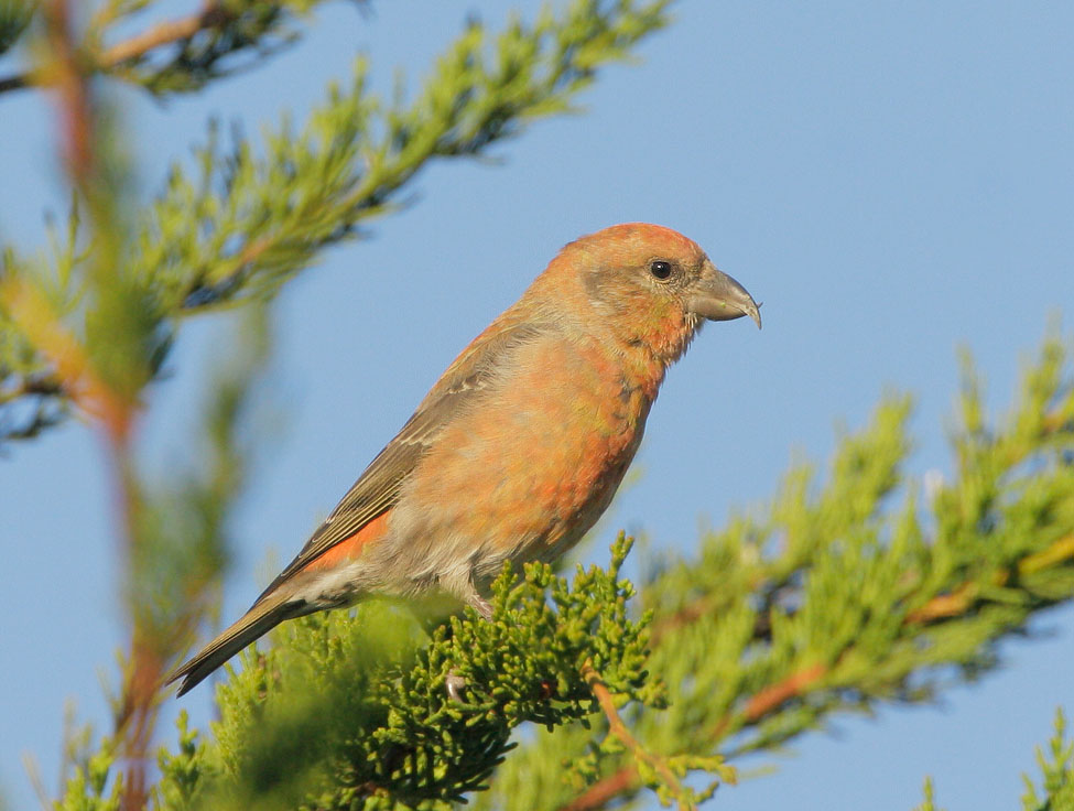 Red Crossbill, male, 11/23/07, Skylawn Cemetery, San Mateo Co