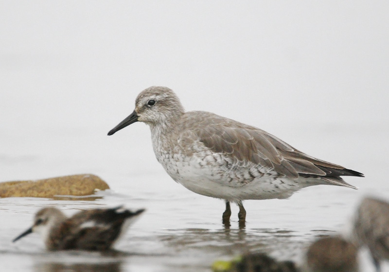 Red Knot, non-breeding&nbsp; plumage, 9/22/06, Jetty Road, Moss Landing, Monterey Co