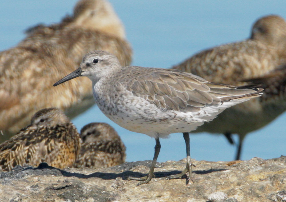 Red Knot, non-breeding plumage, 7/26/08, Radio Road, Redwood Shores, San Mateo Co