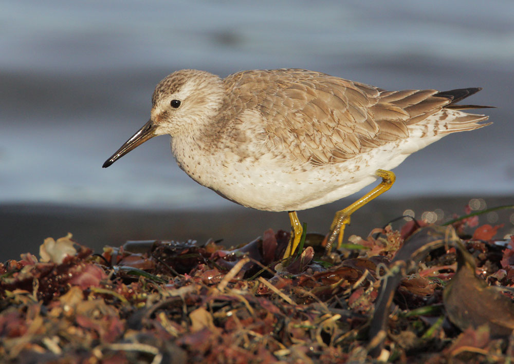 Red Knot, first winter, Pillar Point, San Mateo Co