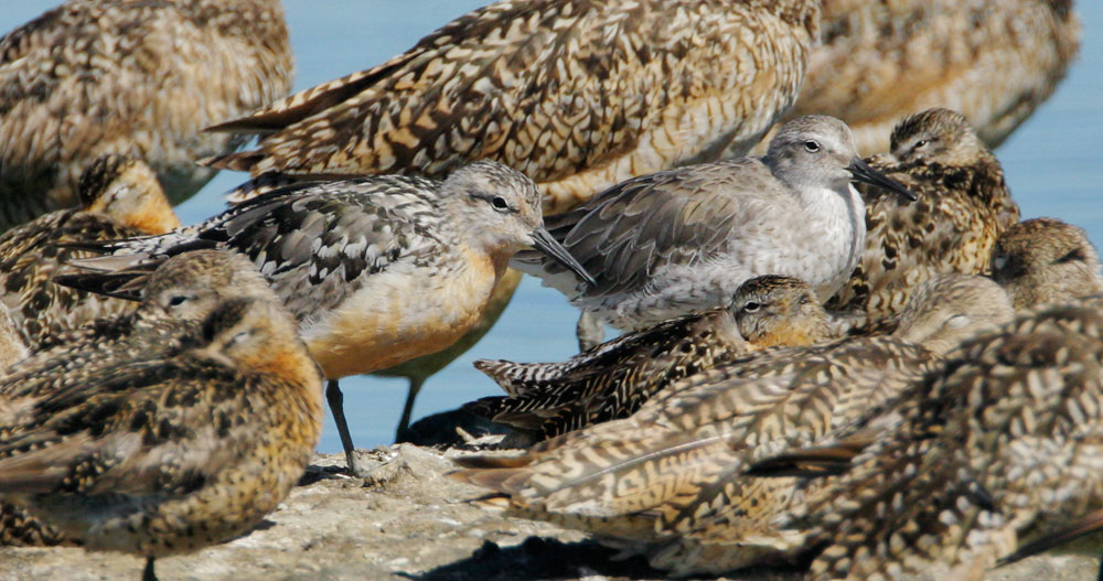 Red Knots, partial breeding and non-breeding plumage, 7/26/08,&nbsp; Radio Road, Redwood Shores, San Mateo Co