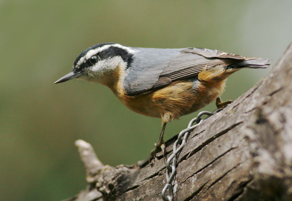 Red-breasted Nuthatch