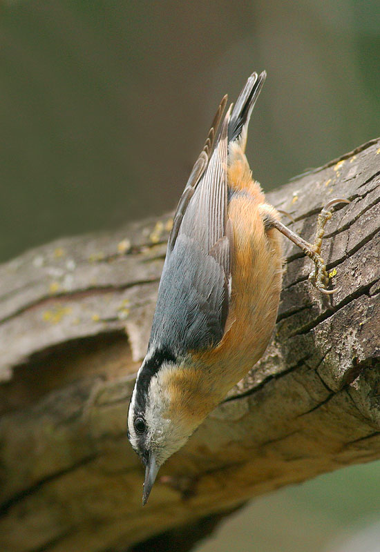 Red-breasted Nuthatch