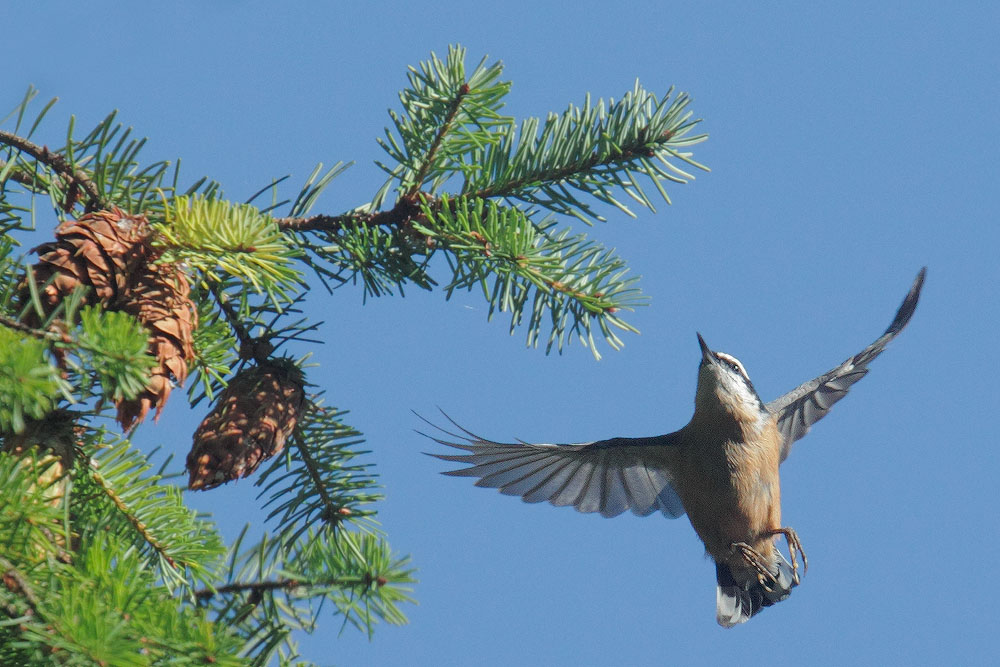 Red-breasted Nuthatch