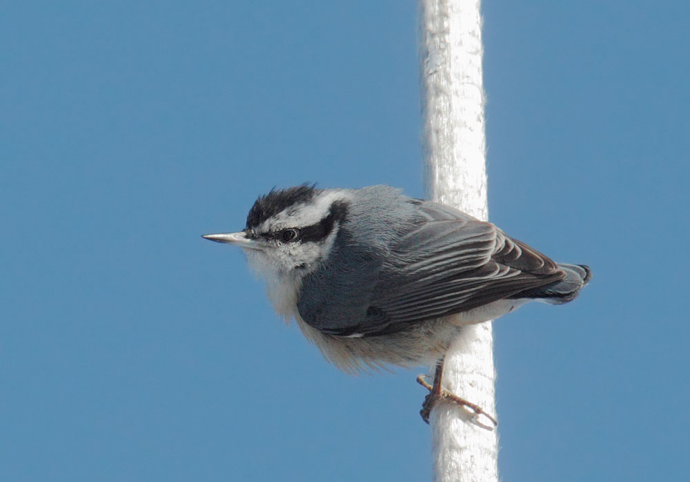 Red-breasted Nuthatch
