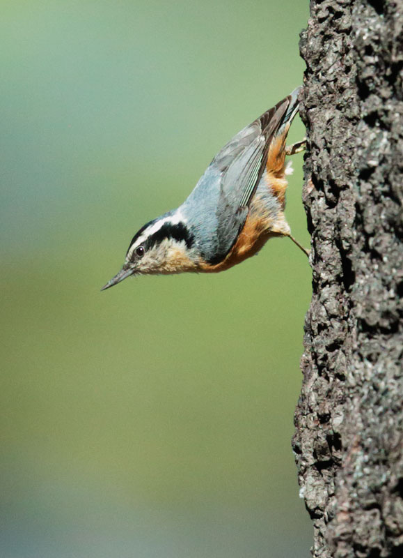 Red-breasted Nuthatch