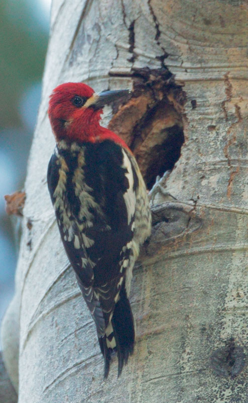 Red-breasted Sapsucker