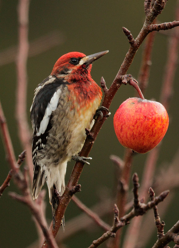 Red-breasted Sapsucker