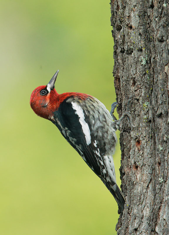 Red-breasted Sapsucker