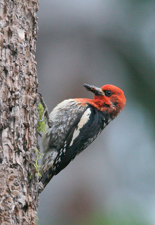 Red-breasted Sapsucker