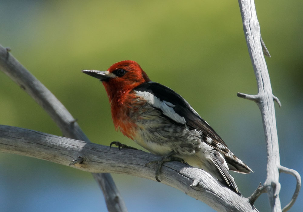 Red-breasted Sapsucker