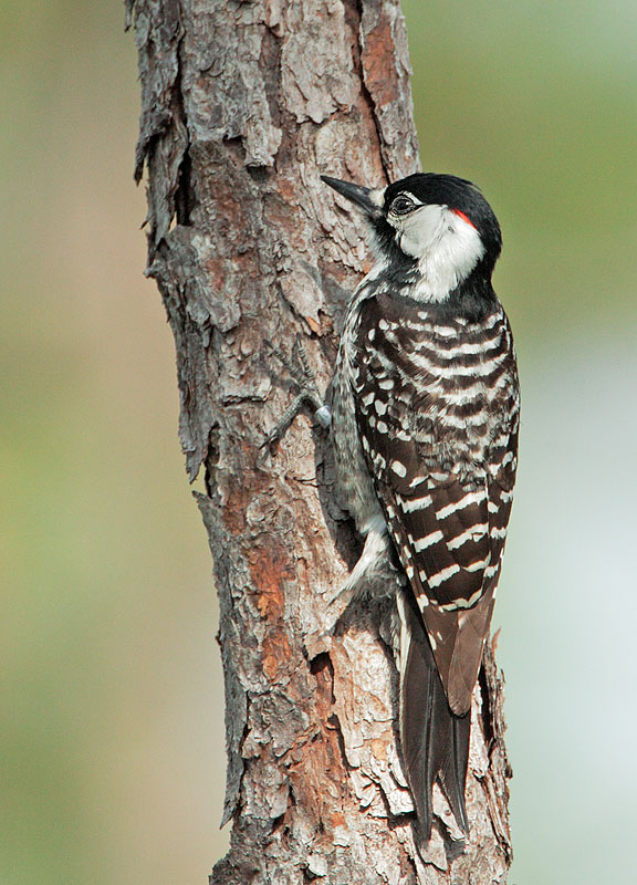 Red-cockaded Woodpecker