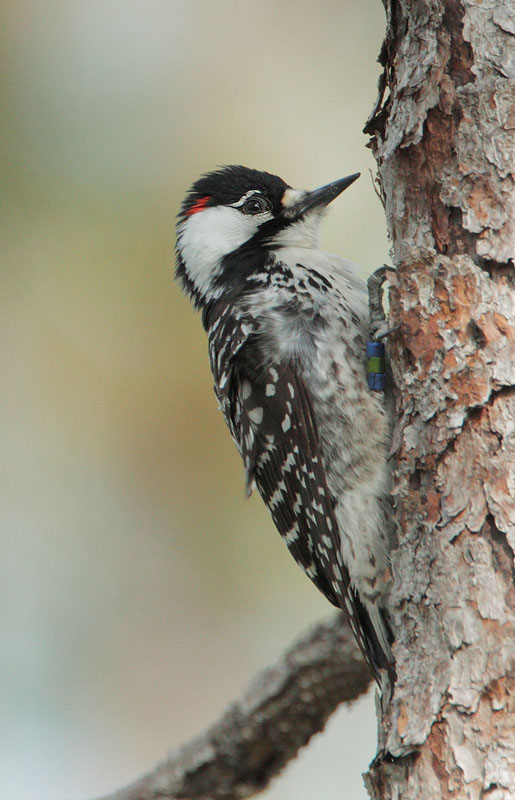 Red-cockaded Woodpecker
