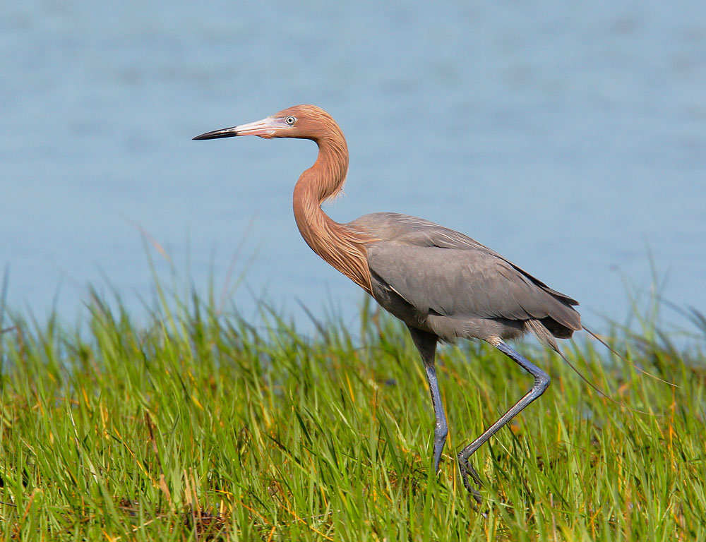 Reddish Egret, 3/19/08, Fort Desoto Park, St. Petersburg, FL