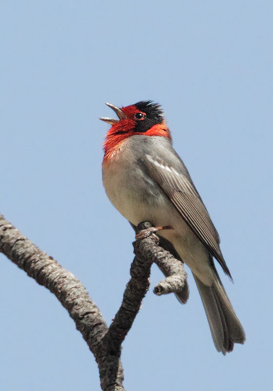 Red-faced Warbler
