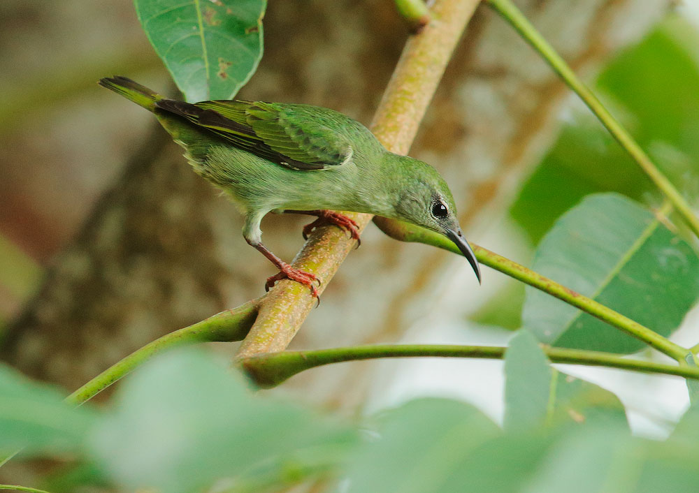 Red-legged Honeycreeper