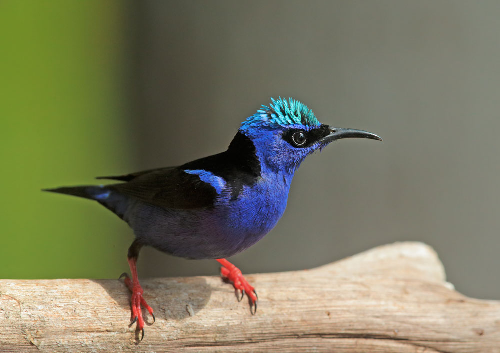 Red-legged Honeycreeper